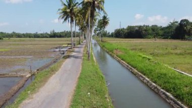 Kırsal yolların havadan görünüşü. Yol boyunca pirinç tarlalarının ve hindistan cevizi ağaçlarının manzarası