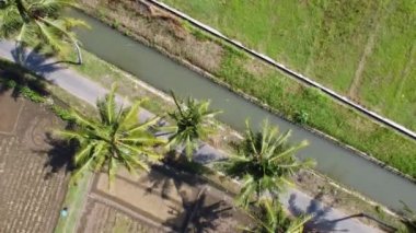Kırsal yolların havadan görünüşü. Yol boyunca pirinç tarlalarının ve hindistan cevizi ağaçlarının manzarası