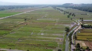 Pirinç tarlalarının ve sulama kanallarının havadan görüntüsü. Çok güzel bir manzara.