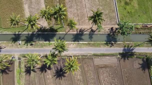 Veduta Aerea Delle Strade Rurali Veduta Delle Risaie Degli Alberi — Video Stock