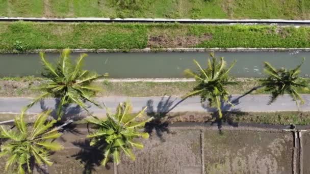 Veduta Aerea Delle Strade Rurali Veduta Delle Risaie Degli Alberi — Video Stock