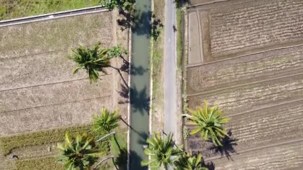 Kırsal Yolların Havadan Görünüşü Yol Boyunca Pirinç Tarlalarının Hindistan Cevizi — Stok video