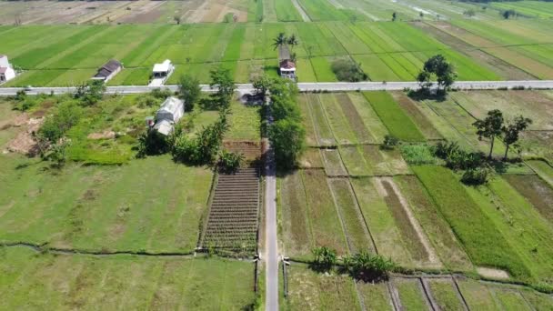 Anayolun Geniş Pirinç Tarlaları Manzaralı Havası — Stok video