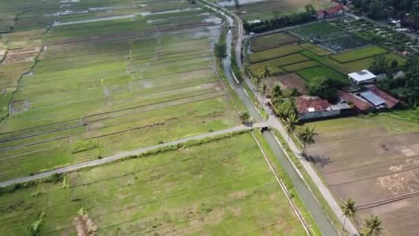 Pemandangan Udara Dari Sawah Dan Saluran Irigasi Pemandangan Yang Sangat — Stok Video