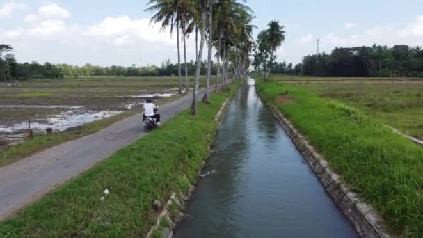 Veduta Aerea Delle Strade Rurali Veduta Delle Risaie Degli Alberi — Video Stock