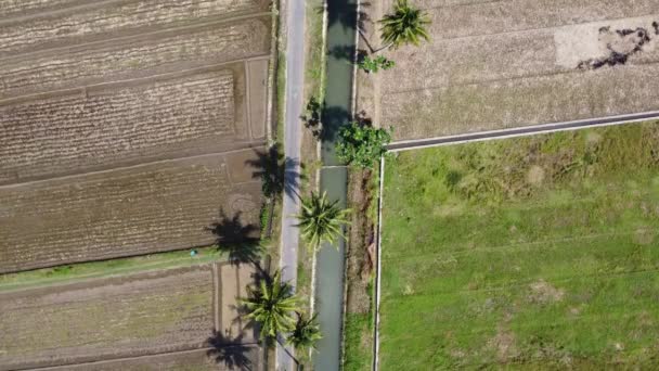 農村部の道路の空中ビュー 道路沿いの田んぼやヤシの木の眺め — ストック動画