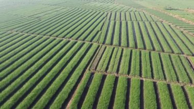 Bantul Yogyakarta 'daki soğan tarlalarının hava görüntüleri. Çok güzel görünüyor.