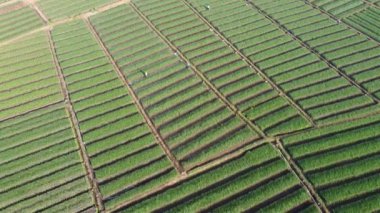 Bantul Yogyakarta 'daki soğan tarlalarının hava görüntüleri. Çok güzel görünüyor.