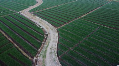 Soğan çiftliğinin manzarası harika.