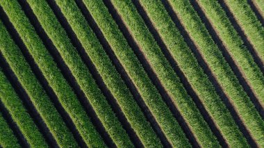 Bir şablon oluşturan soğan alanlarının üst görünümü