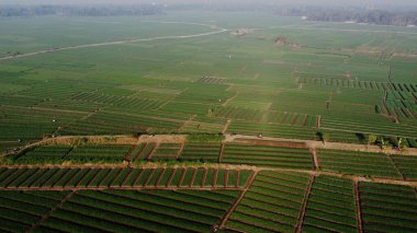 Tarlada soğanlar yetişiyor.
