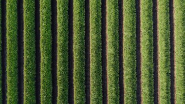 Bir şablon oluşturan soğan alanlarının üst görünümü