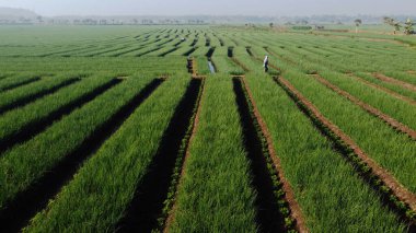 Sabahları soğan tarlalarının güzelliği
