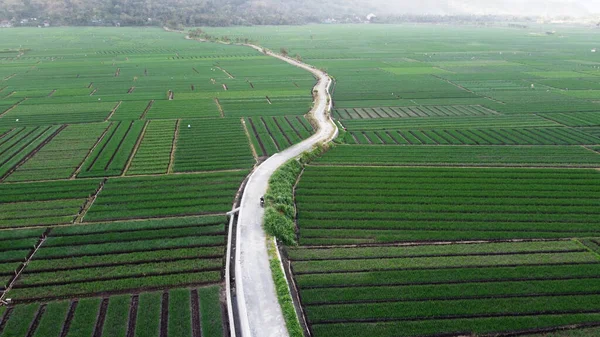 Superbe Vue Sur Ferme Aux Oignons — Photo