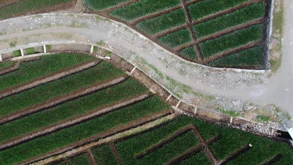 Soğan Çiftliğinin Manzarası Harika — Stok fotoğraf