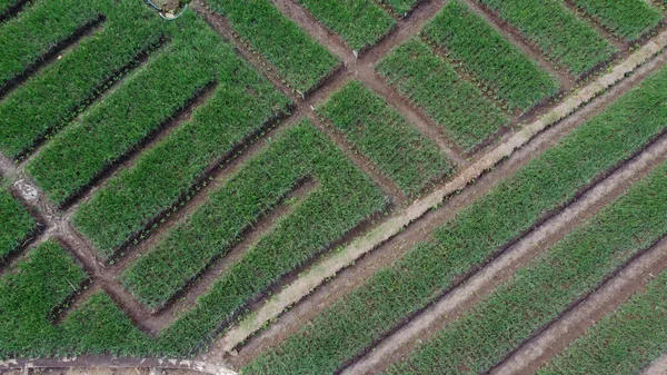 Top View Onion Fields Forming Pattern — Stock Photo, Image