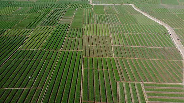 Vue Aérienne Des Champs Oignons Semble Très Belle — Photo