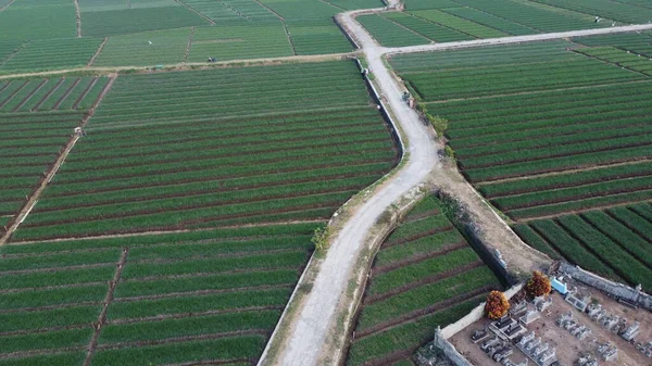 Superbe Vue Sur Ferme Aux Oignons — Photo