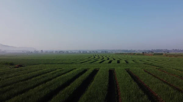 Onions Growing Farm Field — Stock Photo, Image