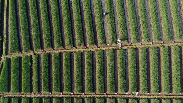 top view of onion fields forming a pattern