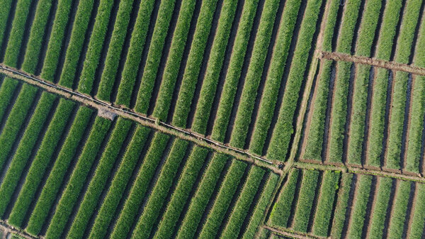 top view of onion fields forming a pattern