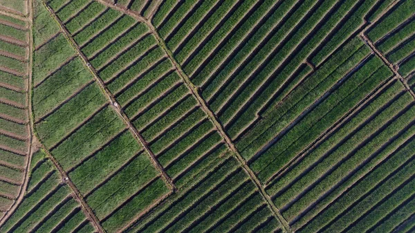 Ansicht Der Zwiebelfelder Von Oben Die Ein Muster Bilden — Stockfoto