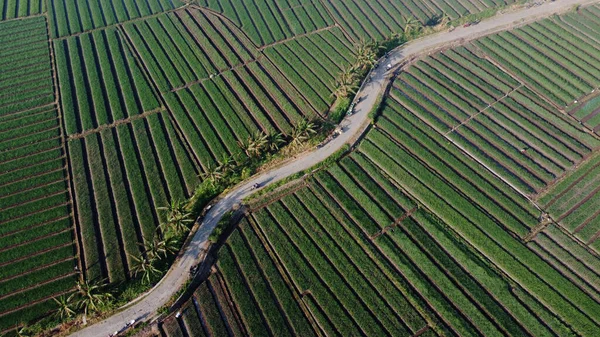 Tarlaların Ortasında Yolu Olan Soğan Tarlalarının Havadan Görünüşü — Stok fotoğraf