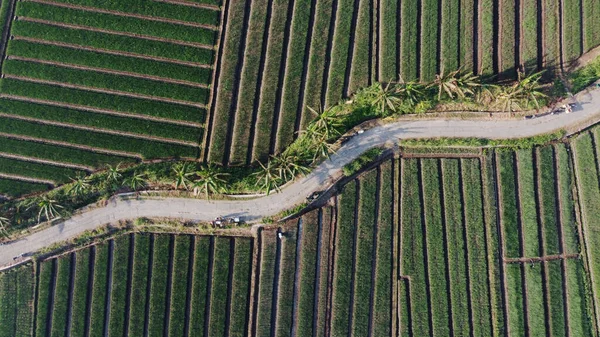 Vue Aérienne Des Champs Oignons Avec Chemin Milieu Des Champs — Photo