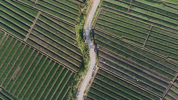 Luftaufnahme Von Zwiebelfeldern Mit Einem Pfad Inmitten Von Feldern — Stockfoto