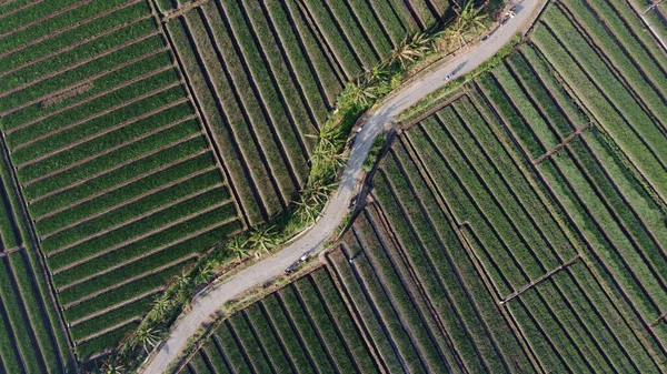 Vue Aérienne Des Champs Oignons Avec Chemin Milieu Des Champs — Photo