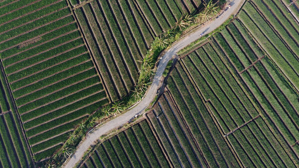 aerial view of onion fields with a path in the middle of fields