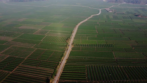 Vue Aérienne Des Champs Oignons Avec Chemin Milieu Des Champs — Photo