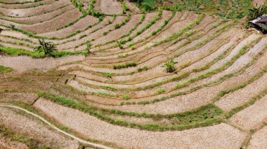 Bantul Yogyakarta 'da kurak mevsimde kuru pirinç teraslarının hava manzarası.