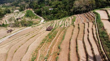Pirinç ekilmemiş kuru pirinç tarlalarının havadan görünüşü