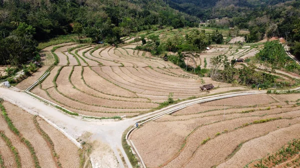 Vista Aérea Campos Arroz Seco Todavía Hermosa — Foto de Stock