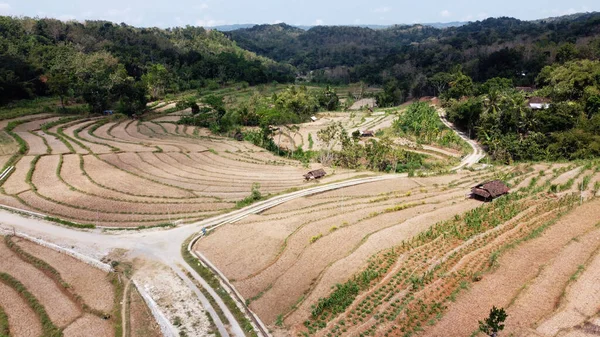 Vista Aérea Campos Arroz Seco Plantados Con Arroz — Foto de Stock