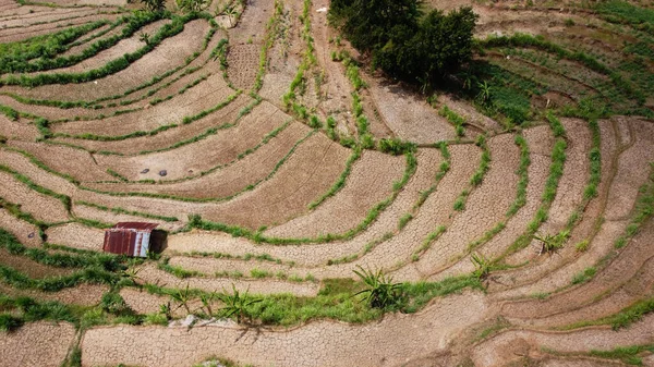 Vue Aérienne Des Rizières Sèches Non Plantées Riz — Photo