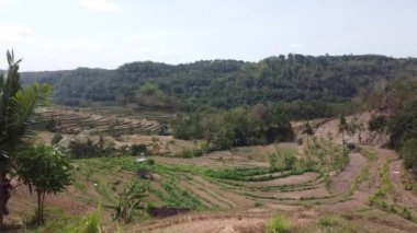 Kuru pirinç teraslarının hava görüntüleri.