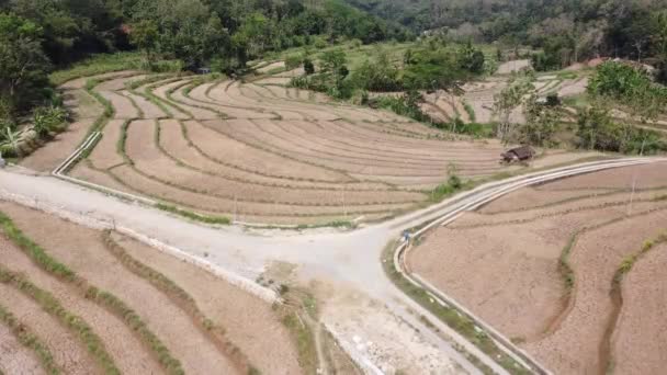 Bela Vista Dos Campos Arroz Que Foram Colhidos Campo — Vídeo de Stock