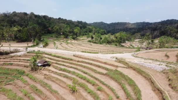 Bela Vista Dos Campos Arroz Que Foram Colhidos Campo — Vídeo de Stock