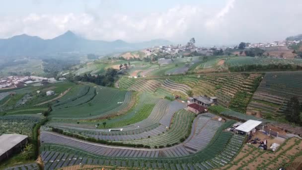 Imágenes Aéreas Campos Hortalizas Las Laderas Del Monte Sumbing — Vídeos de Stock