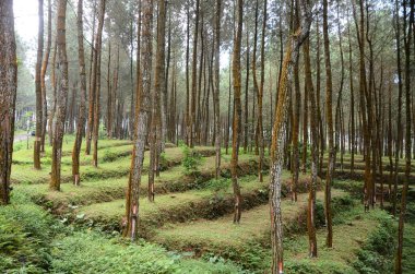 Sumbing Dağı yamaçlarında çam ormanı