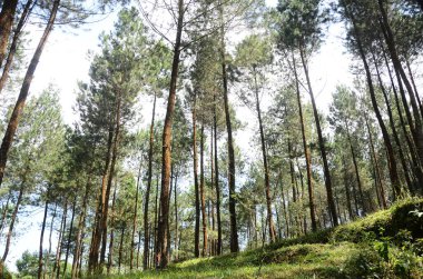Sumbing Dağı yamaçlarında çam ormanı