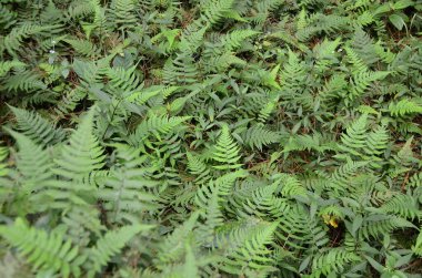 Athyrium filix-femina. grows in moist forest environment and shade clipart