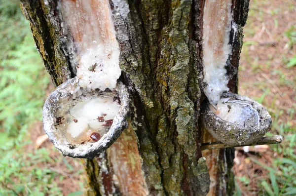 Çam ağaçlarının gövdelerinden doğal reçinenin çıkarılması