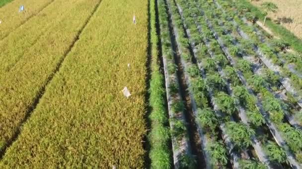 Aerial Footage Papaya Fields Rice Fields — Stock Video