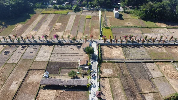 Luftaufnahme Der Abgeernteten Reisfelder — Stockfoto