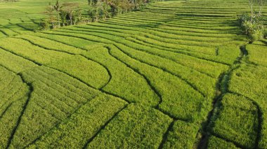 Pirinç teraslarının manzarası çok güzel.