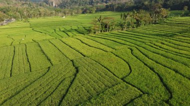 Sabahları pirinç teraslarının havadan görünüşü
