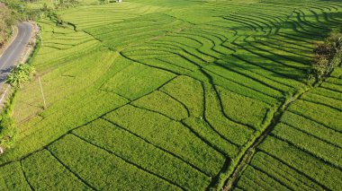 Pirinç teraslarının manzarası çok güzel.
